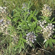 Prairie Turnip (Psoralea Esculenta)
