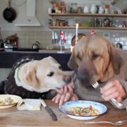 Two Dogs Dining