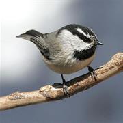 Mountain Chickadee