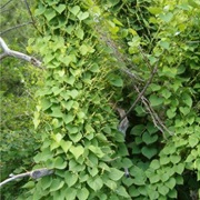 Dioscorea