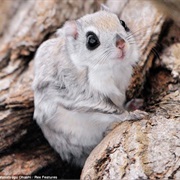 Siberian Flying Squirrel