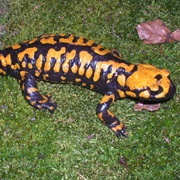 Corsican Fire Salamander
