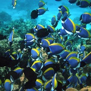 Blue Tang