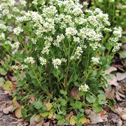 Common Scurvygrass (Cochlearia Officinalis)