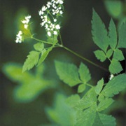 Sweet Cicely (Osmorhiza)