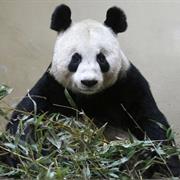 See the Pandas in Edinburgh Zoo