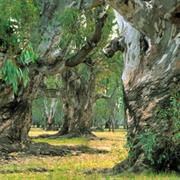 Lower Goulburn National Park (VIC)