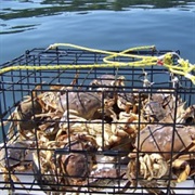 Catch, Cook, and Eat Seafood Within Minutes