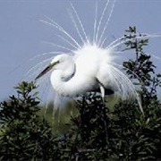 Pine Island National Wildlife Refuge
