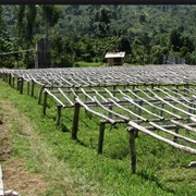 Sidamo (Coffee), Ethiopia