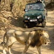 Taken Photos on a Lion Safari