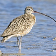 Eskimo Curlew (Possibly Extinct)