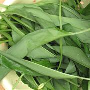 Wild Garlic Leaf