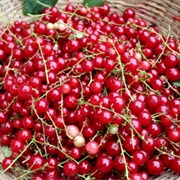 Redcurrants