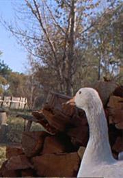 Friendly Persuasion - Samantha the Goose