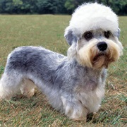 Dandie Dinmont Terrier