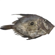 John Dory/St. Pierre/Peter's Fish - St. Peter