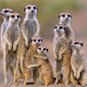 Meerkats