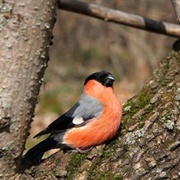 Tifft Nature Preserve