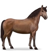 Chincoteague Pony - Bay