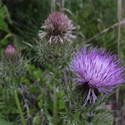 Bristly Thistle (Cirsium Horridulum)
