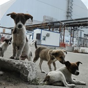 Stray Dogs in the Chernobyl Exclusion Zone