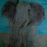 Elephant (Meagan Scribner)
