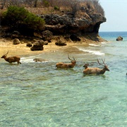 Pulau Menjangan