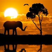 Sunset Elephant