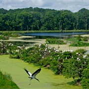 Harris Neck National Wildlife Refuge