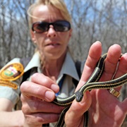 Check Out Narcisse Snake Den (MB)