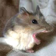 Rat Hamster
