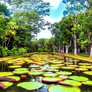 Sir Seewoosagur Ramgoolam Botanical Gardens, Mauritius