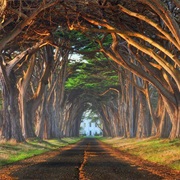 Cypress Tree Tunnel