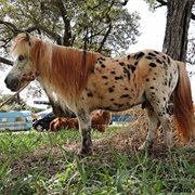 Brazilian Pony