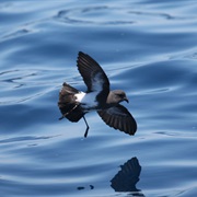 Black-Bellied Storm-Petrel