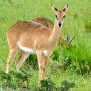 Oribi
