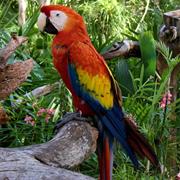 Scarlet Macaw