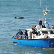 Cardigan Bay Boat Trip