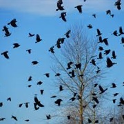 Birds of a Feather Flock Together