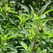 Chinese Mugwort (Artemisia Verlotiorum)