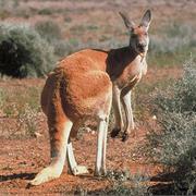 Red Kangaroo