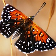 Antioch Dunes National Wildlife Refuge
