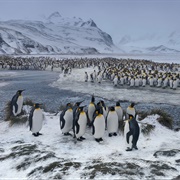 Sailsbury Plain, South Georgia