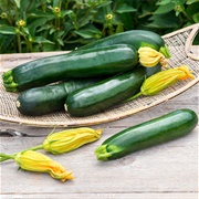 Zucchini