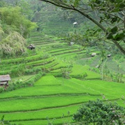 Traverse the Lush Rice Paddies in Bali, Indonesia