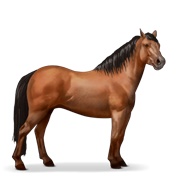 Quarter Pony - Cherry Bay