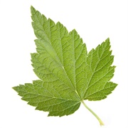 Currant Leaf