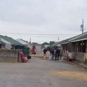 Churchill Downs Backside