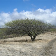 American Carob (Prosopis Pallida)